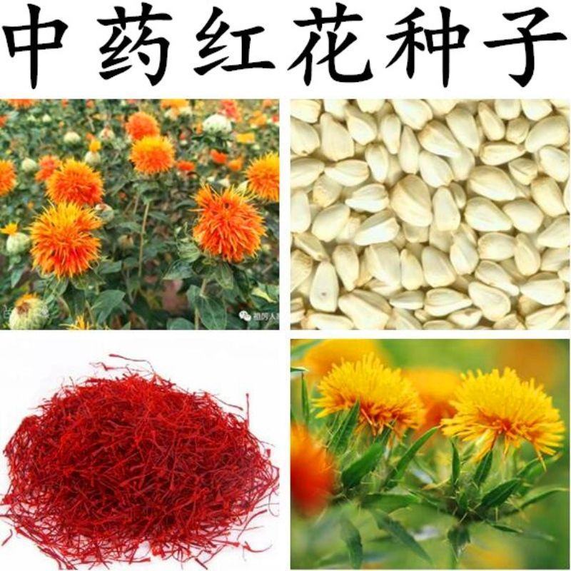 红花种子材藏红花种子新疆产草红花籽草红花籽红花可入