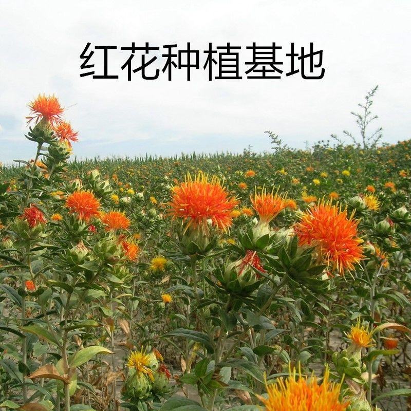 红花种子材藏红花种子新疆产草红花籽草红花籽红花可入