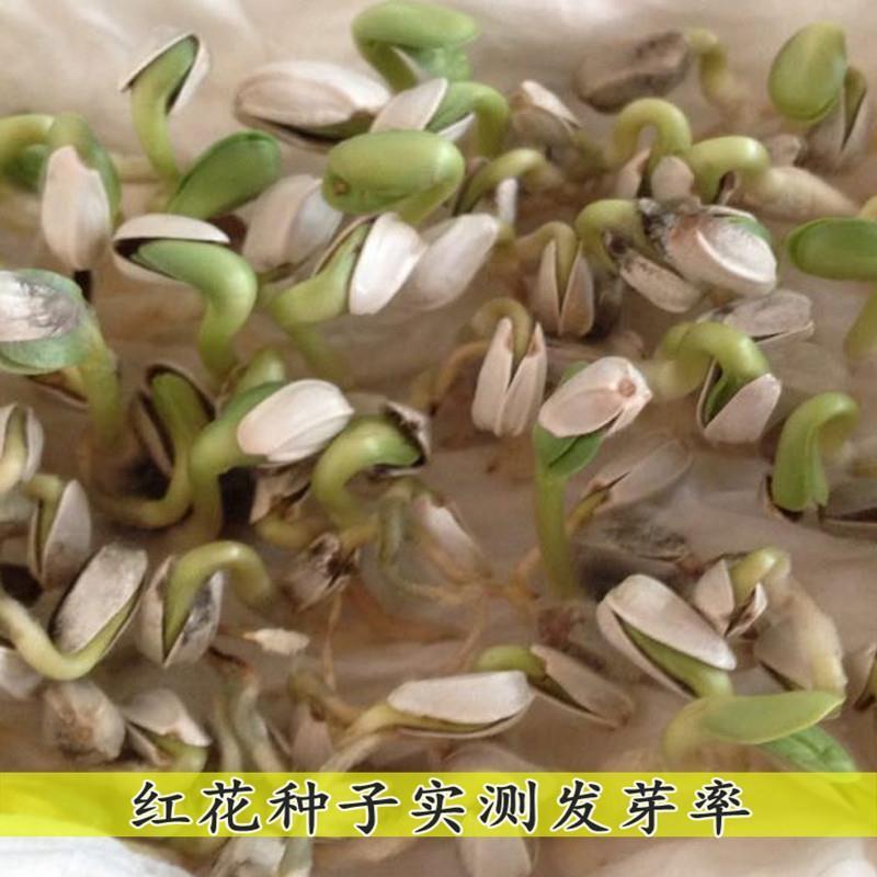 红花种子材藏红花种子新疆产草红花籽草红花籽红花可入