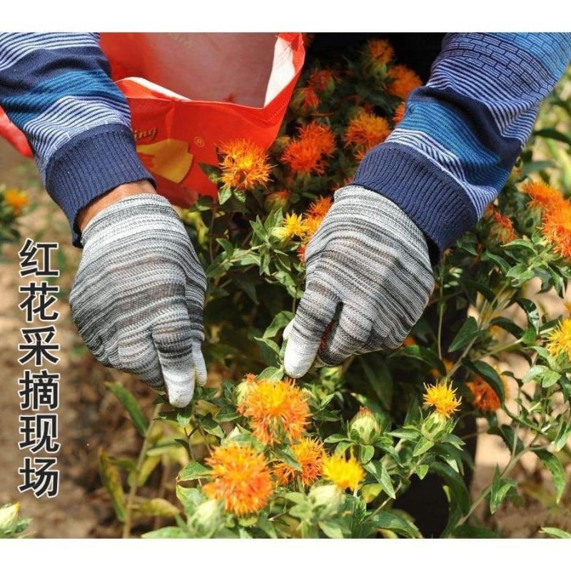 红花种子材藏红花种子新疆产草红花籽草红花籽红花可入
