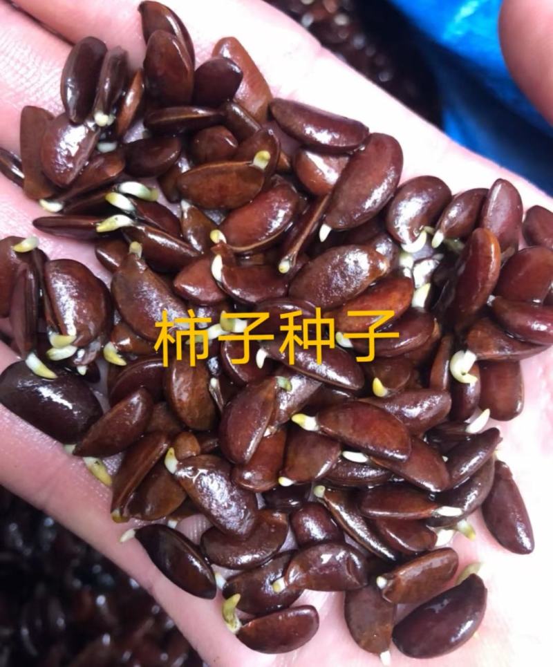 辽宁营口市鲅鱼圈区东升种苗现货供应沙藏开口发芽柿子种子