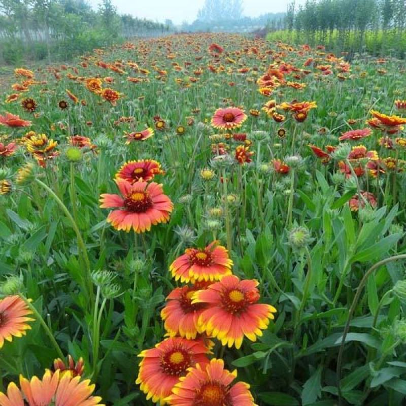 天人菊种子四季播宿根耐寒庭院阳台园林景观绿化花卉园艺花种
