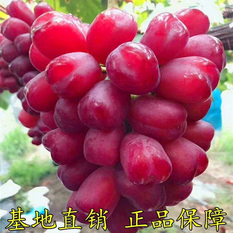 浪漫红颜葡萄苗，葡萄苗正宗浪漫红颜葡萄树苗地栽盆栽南北方