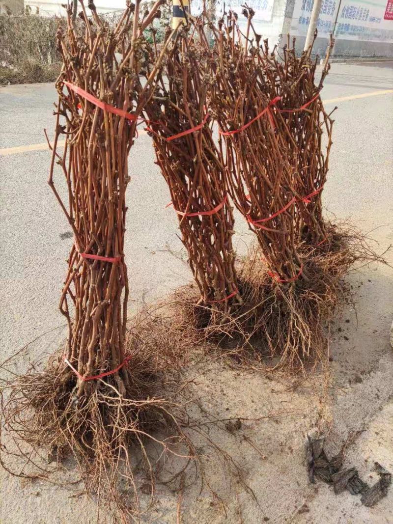 浪漫红颜葡萄苗，葡萄苗正宗浪漫红颜葡萄树苗地栽盆栽南北方