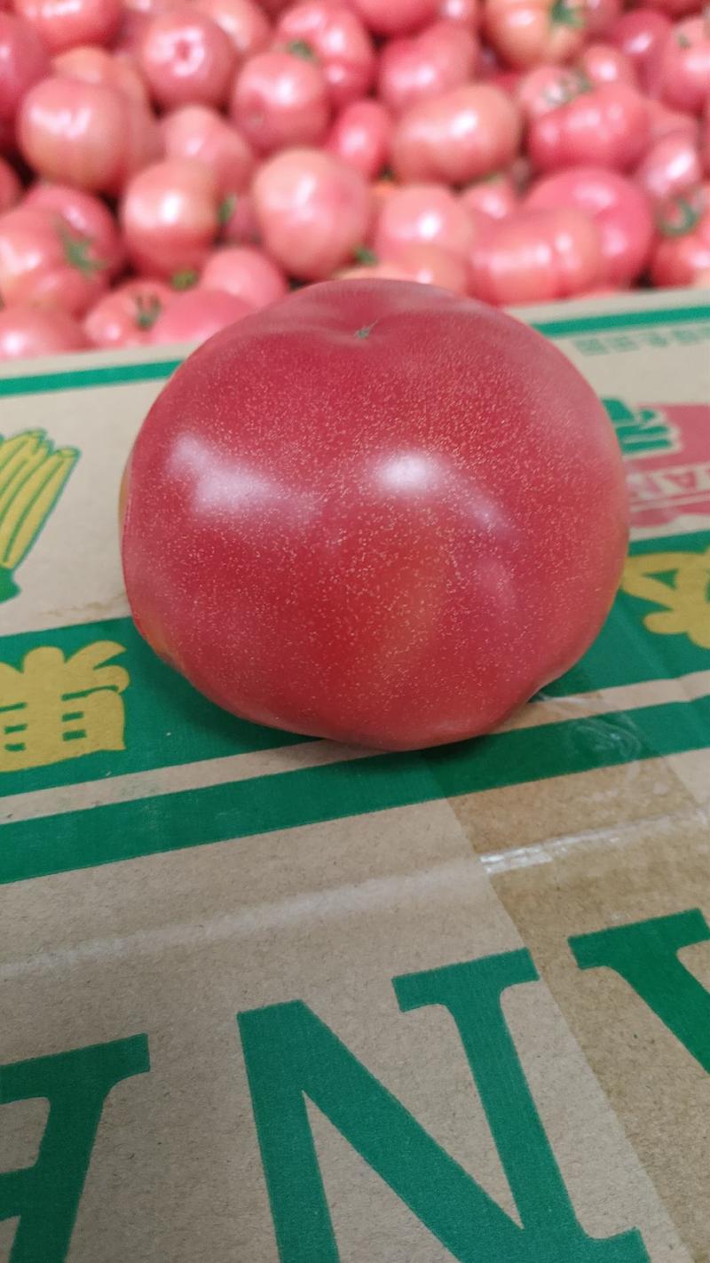 普罗旺斯水果西红柿番茄可长期合作货源稳定