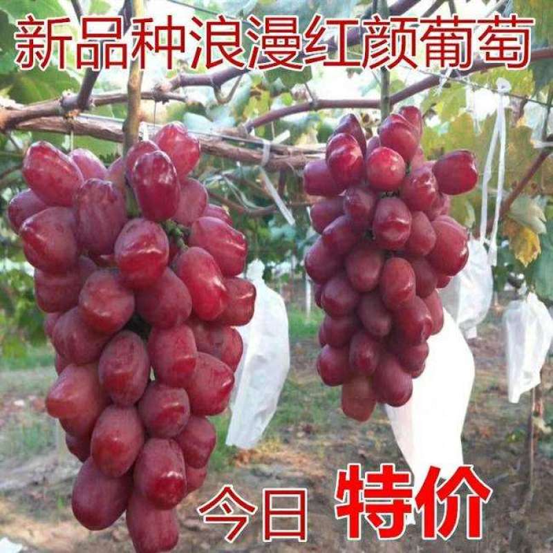 浪漫红颜葡萄苗，葡萄苗正宗浪漫红颜葡萄树苗地栽盆栽南北方