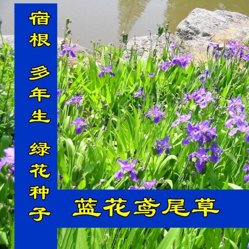 蓝花鸢尾种子多年生宿根花卉黄花鸢尾种籽包邮四季播种