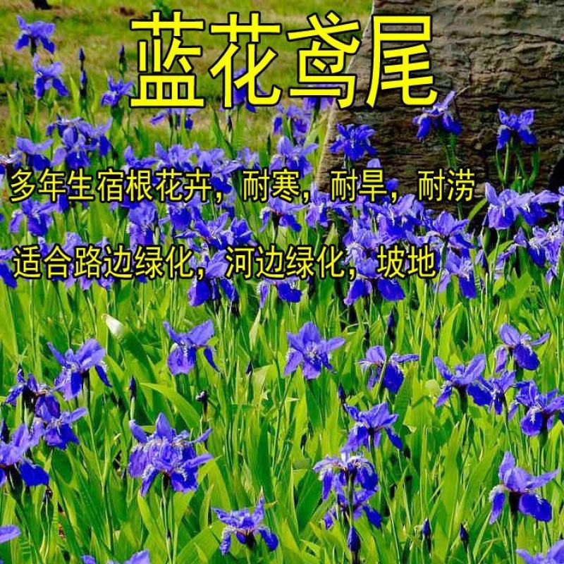蓝花鸢尾种子多年生宿根花卉黄花鸢尾种籽包邮四季播种