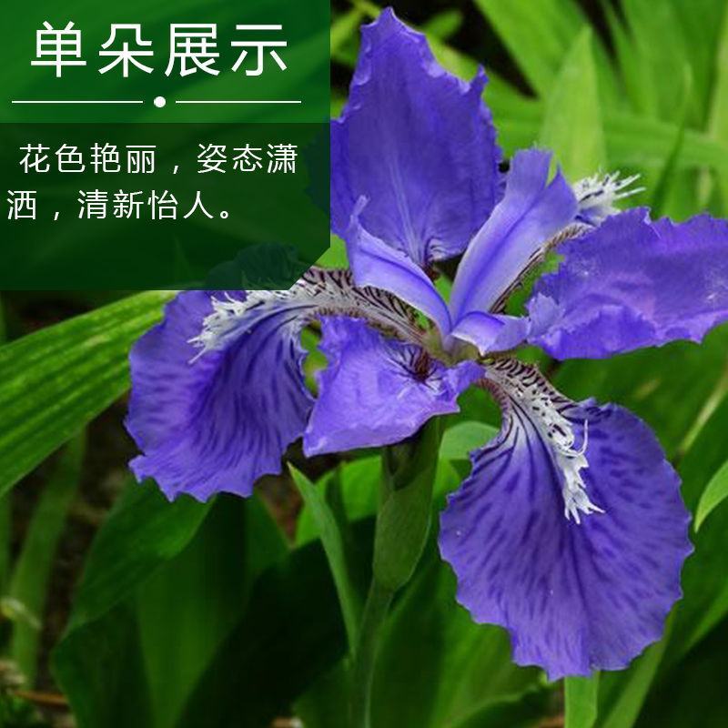 蓝花鸢尾种子多年生宿根花卉黄花鸢尾种籽包邮四季播种