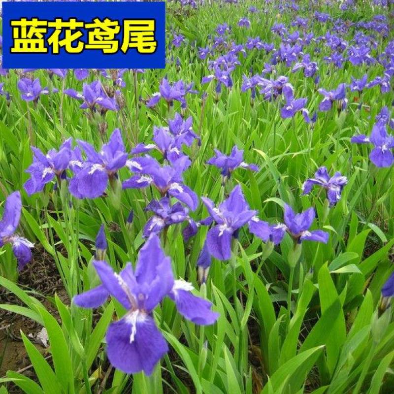 蓝花鸢尾种子多年生宿根花卉黄花鸢尾种籽包邮四季播种
