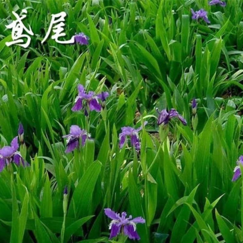 蓝花鸢尾种子多年生宿根花卉黄花鸢尾种籽包邮四季播种