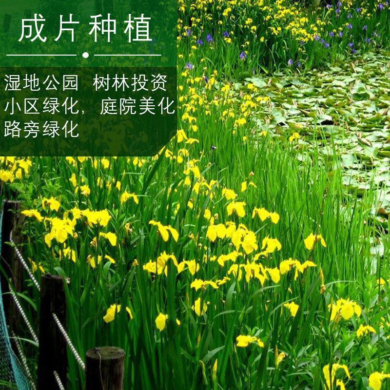 蓝花鸢尾种子多年生宿根花卉黄花鸢尾种籽包邮四季播种