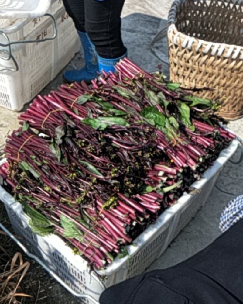 量大优惠，高原特色蔬菜