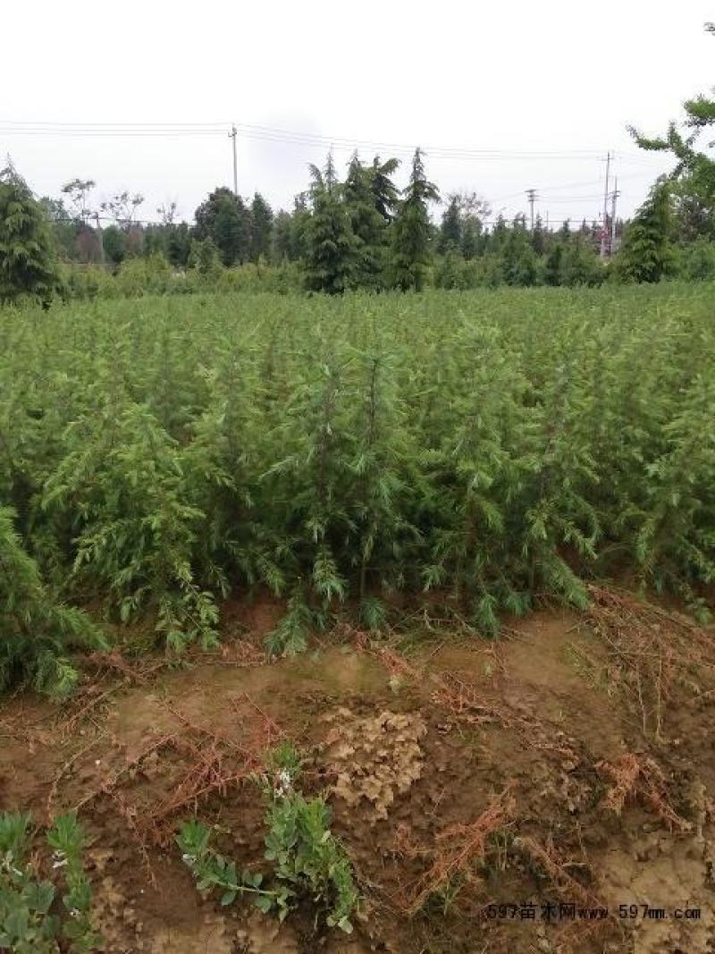 雪松，雪松苗，大型雪松树苗，规格齐全！量大从优