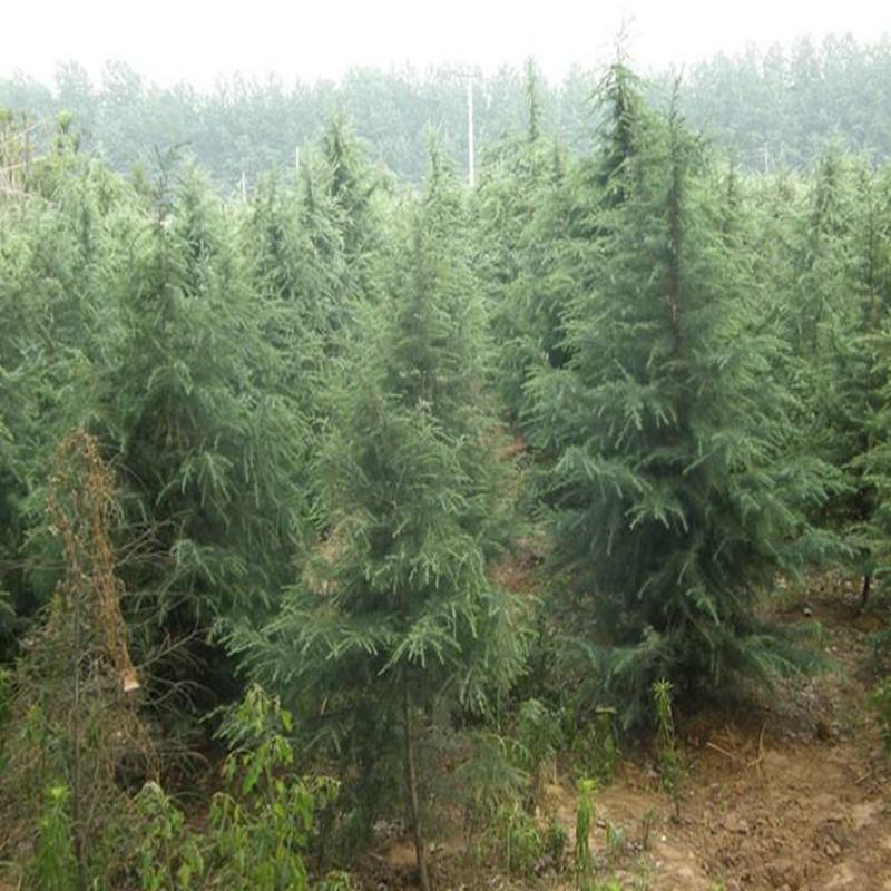 雪松，雪松苗，大型雪松树苗，规格齐全！量大从优