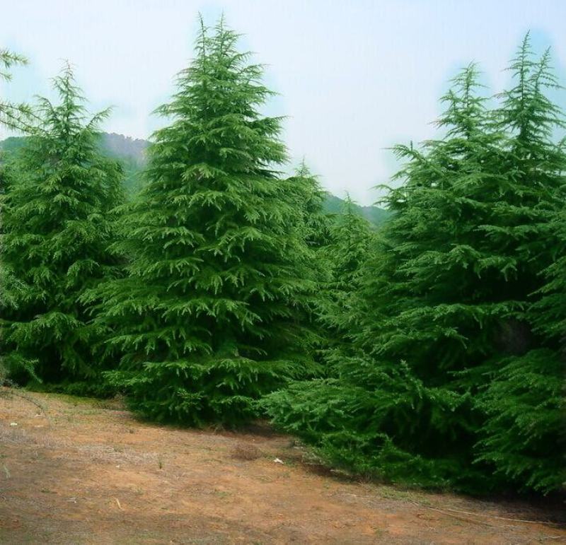 雪松，雪松苗，大型雪松树苗，规格齐全！量大从优