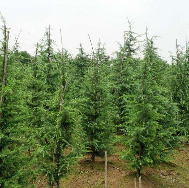 雪松，雪松苗，大型雪松树苗，规格齐全！量大从优