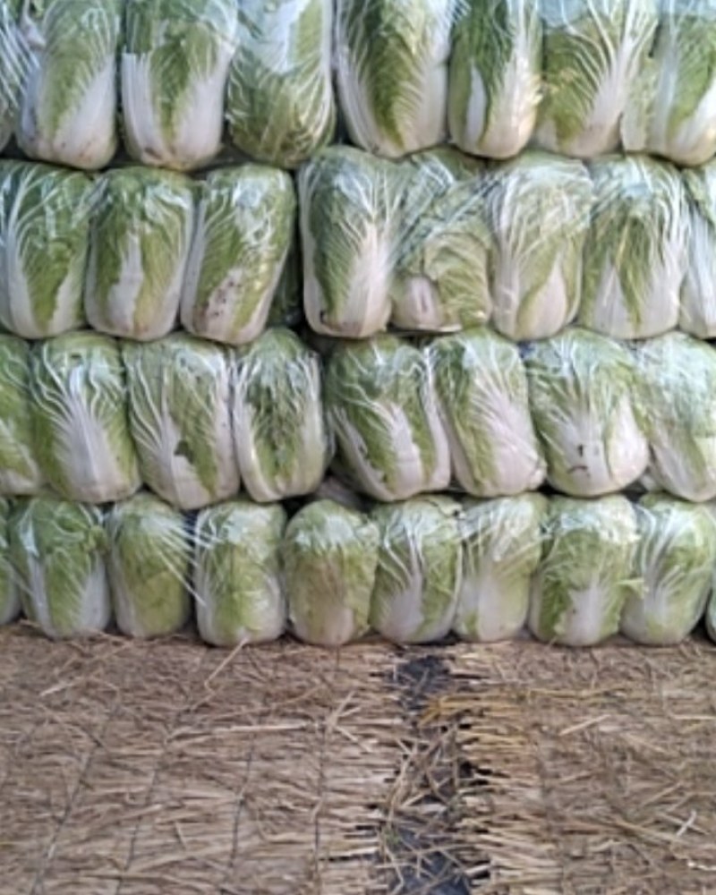 白菜，大白菜，青杂三号白菜，北京三号白菜耐寒耐运输