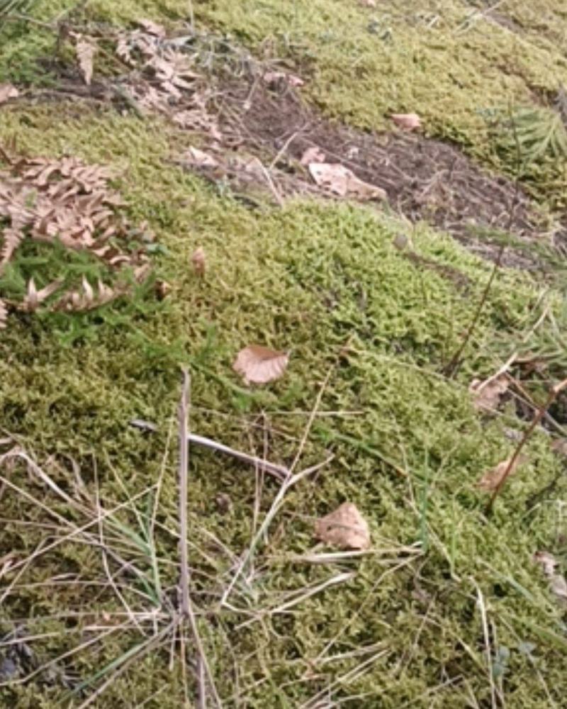现采鲜活苔藓微景观现采DIY创意迷你植物青苔盆景假山装饰