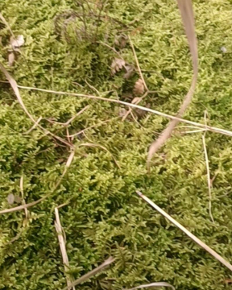 现采鲜活苔藓微景观现采DIY创意迷你植物青苔盆景假山装饰