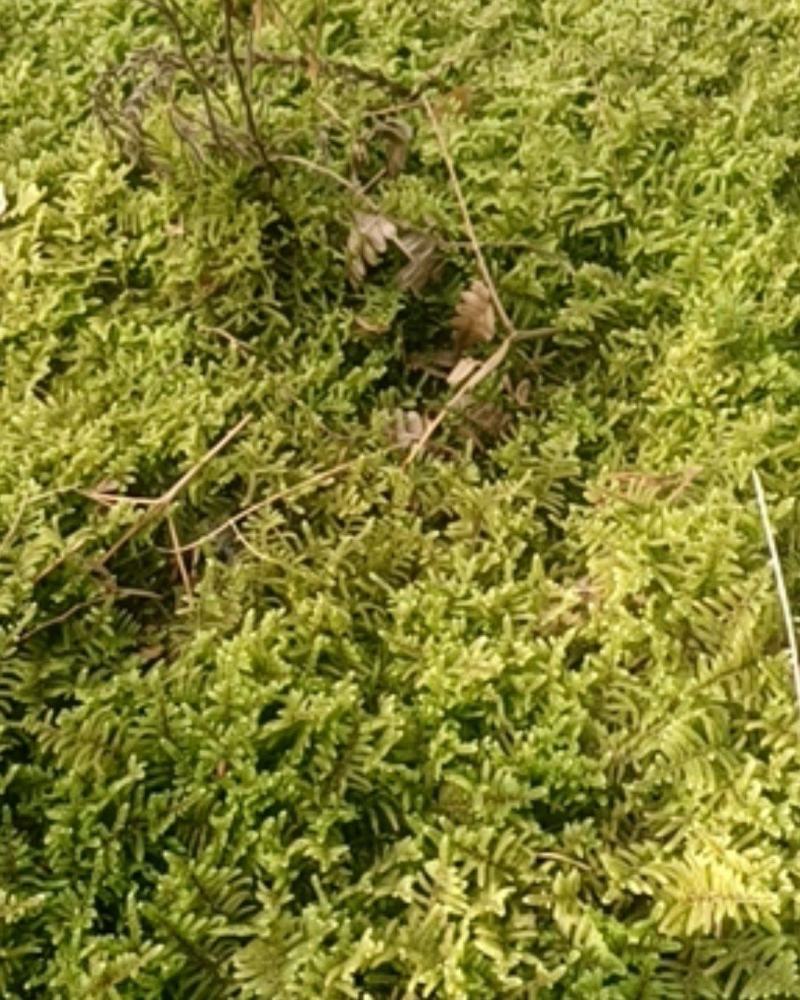 现采鲜活苔藓微景观现采DIY创意迷你植物青苔盆景假山装饰