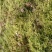 现采鲜活苔藓微景观现采DIY创意迷你植物青苔盆景假山装饰