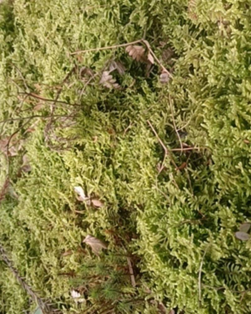 现采鲜活苔藓微景观现采DIY创意迷你植物青苔盆景假山装饰