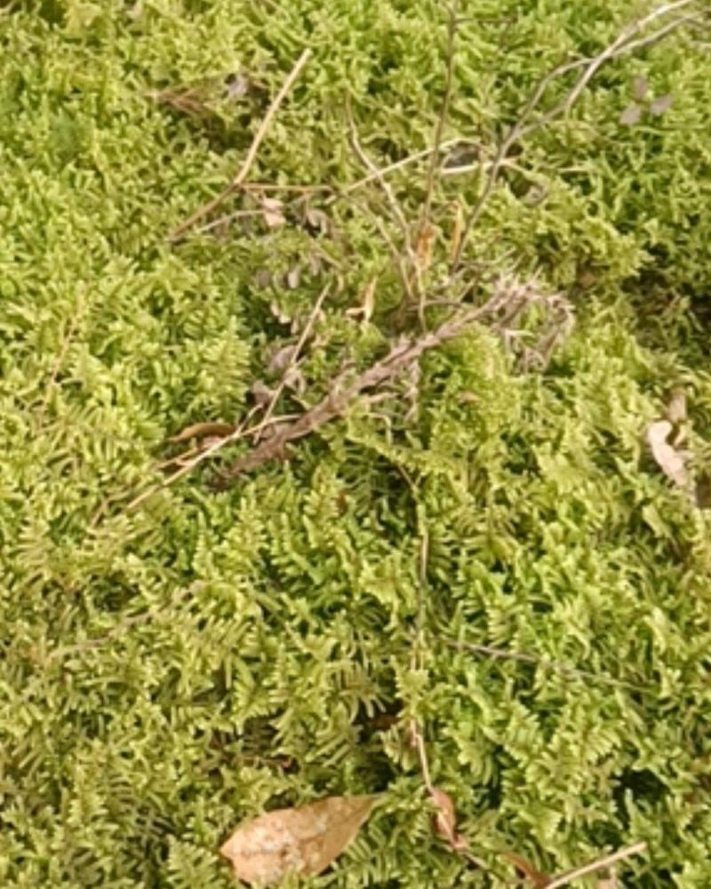 现采鲜活苔藓微景观现采DIY创意迷你植物青苔盆景假山装饰