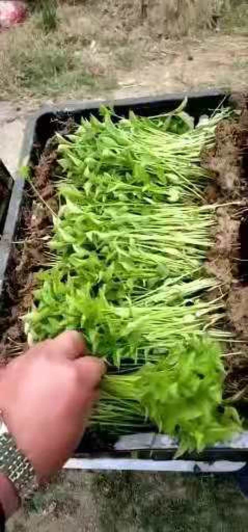 高产千斤红，根茎粗壮，抗病，抗倒，抗重茬！！