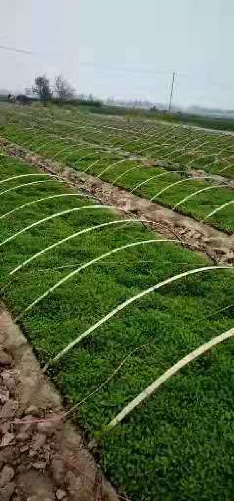 高产千斤红，根茎粗壮，抗病，抗倒，抗重茬！！