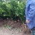 （热销）精品纽荷尔脐橙苗，柑桔苗，对接批发，现挖现发