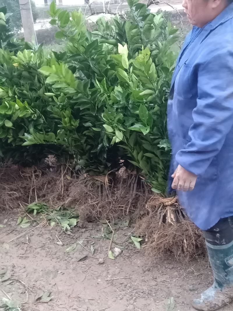 （热销）精品纽荷尔脐橙苗，柑桔苗，对接批发，现挖现发