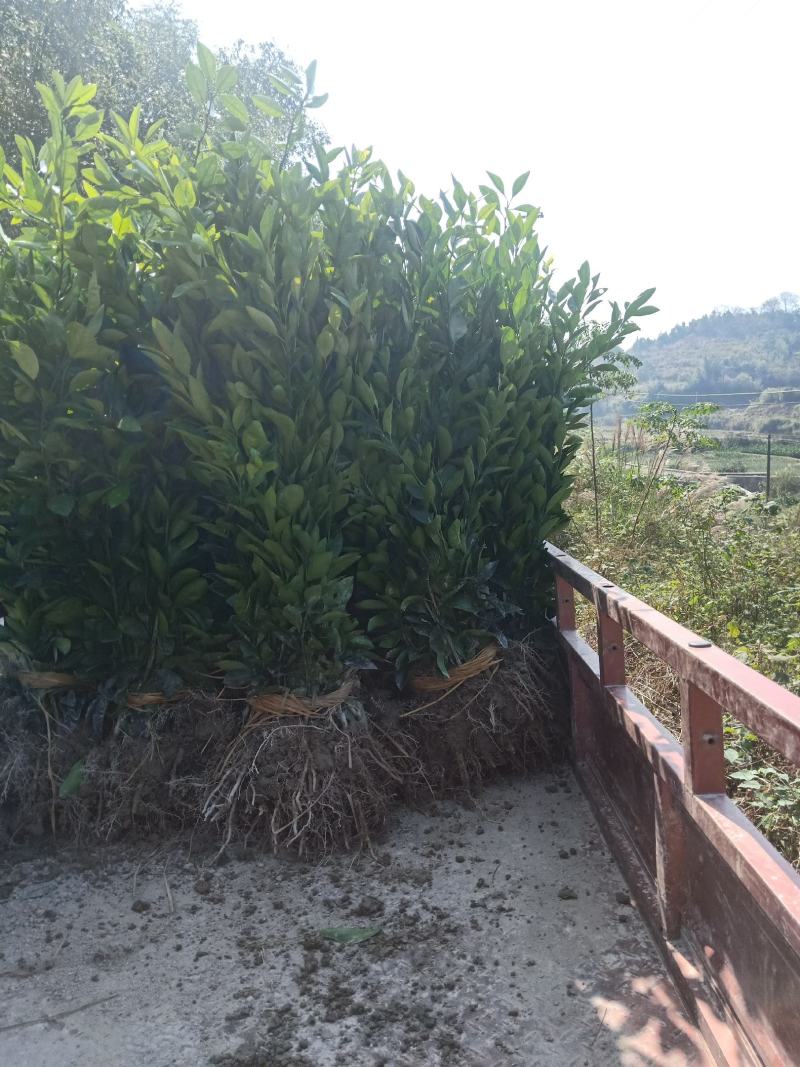 （热销）精品纽荷尔脐橙苗，柑桔苗，对接批发，现挖现发