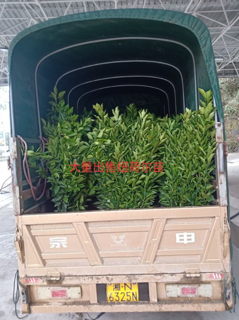 （热销）精品纽荷尔脐橙苗，柑桔苗，对接批发，现挖现发