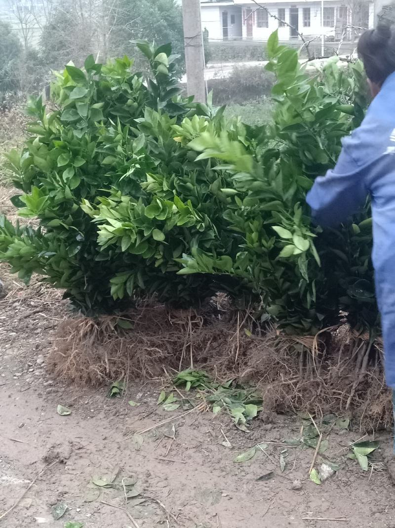 （热销）精品纽荷尔脐橙苗，柑桔苗，对接批发，现挖现发