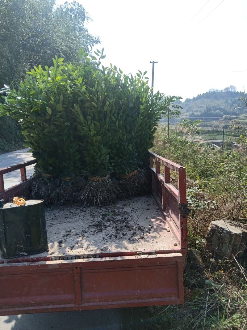 （热销）精品纽荷尔脐橙苗，柑桔苗，对接批发，现挖现发