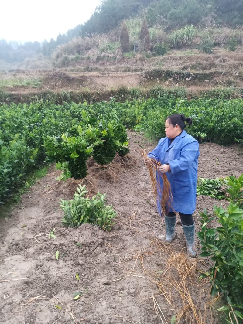 （热销）精品纽荷尔脐橙苗，柑桔苗，对接批发，现挖现发