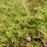 现采鲜活苔藓微景观现采DIY创意迷你植物青苔盆景假山装饰