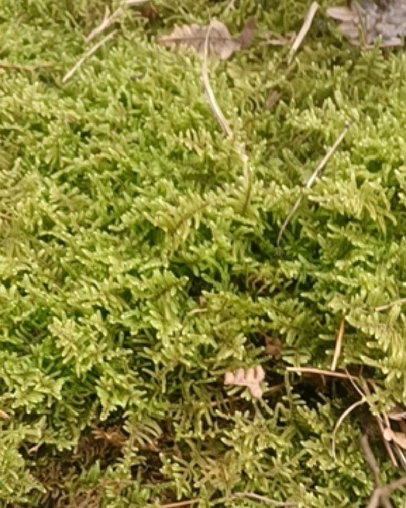 现采鲜活苔藓微景观现采DIY创意迷你植物青苔盆景假山装饰