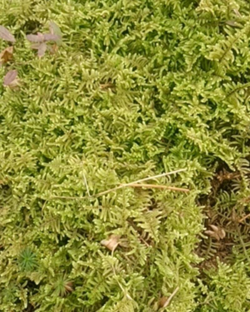 现采鲜活苔藓微景观现采DIY创意迷你植物青苔盆景假山装饰