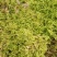 现采鲜活苔藓微景观现采DIY创意迷你植物青苔盆景假山装饰