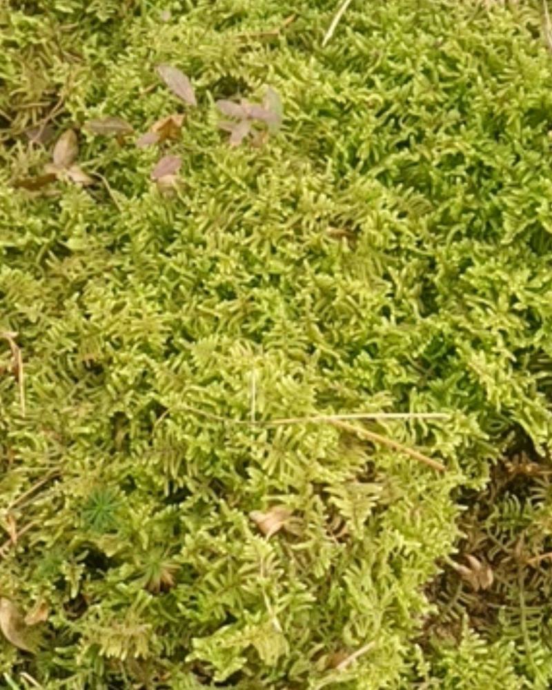 现采鲜活苔藓微景观现采DIY创意迷你植物青苔盆景假山装饰