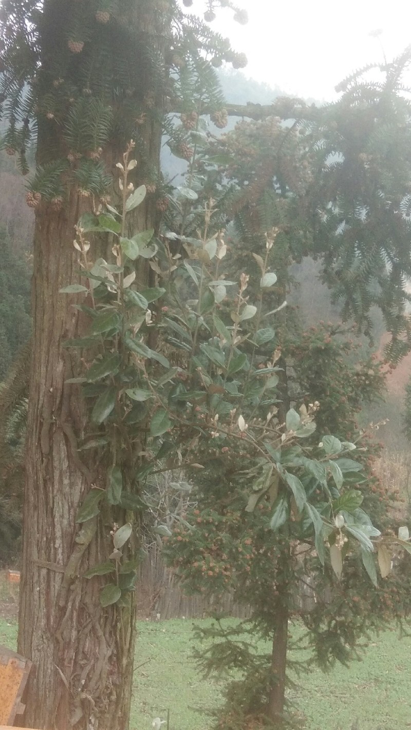 桑寄生，杉树寄生，枫树寄生，老鸦藤寄生各种树，藤上寄生。
