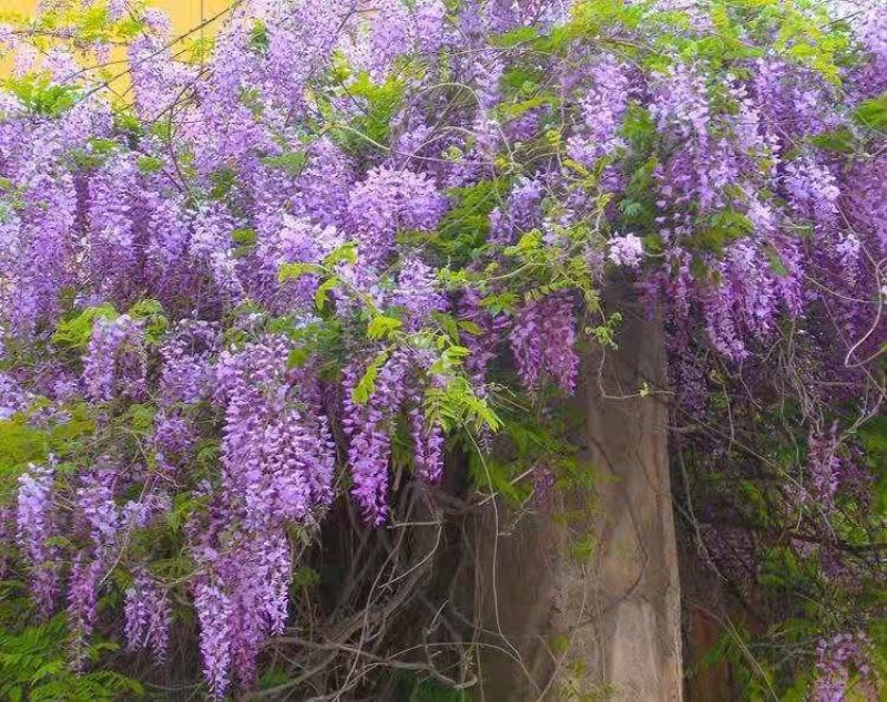 紫藤苗多花紫藤花苗，庭院围墙爬藤植物紫藤苗紫藤苗