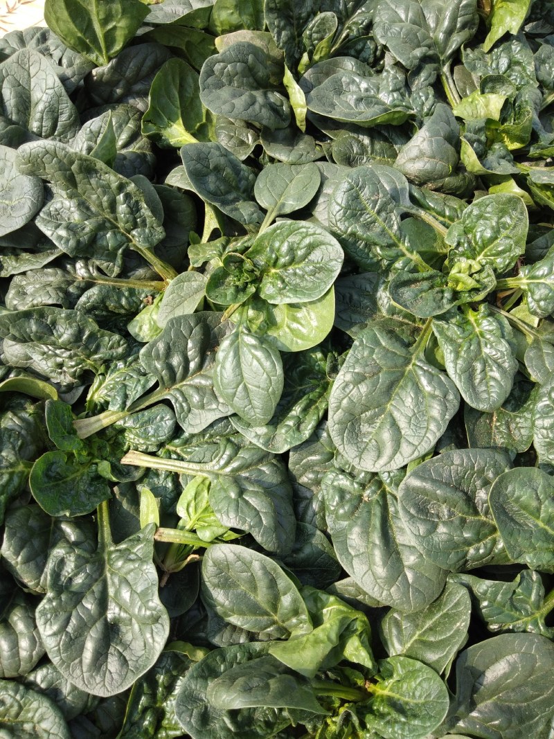 优质波菜，商品性高营养好
