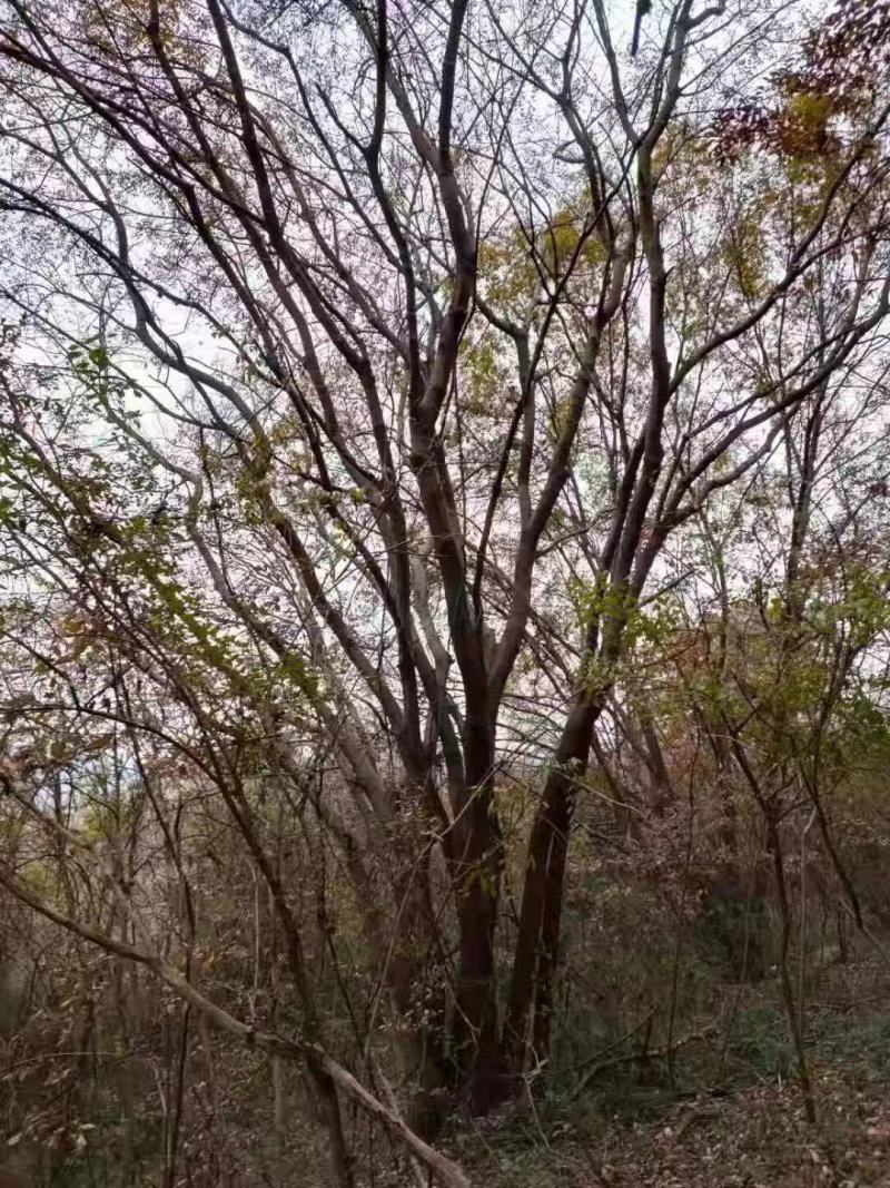 丛生黄连木、楷木、黄连茶、岩拐角、凉茶树、茶树、药树、