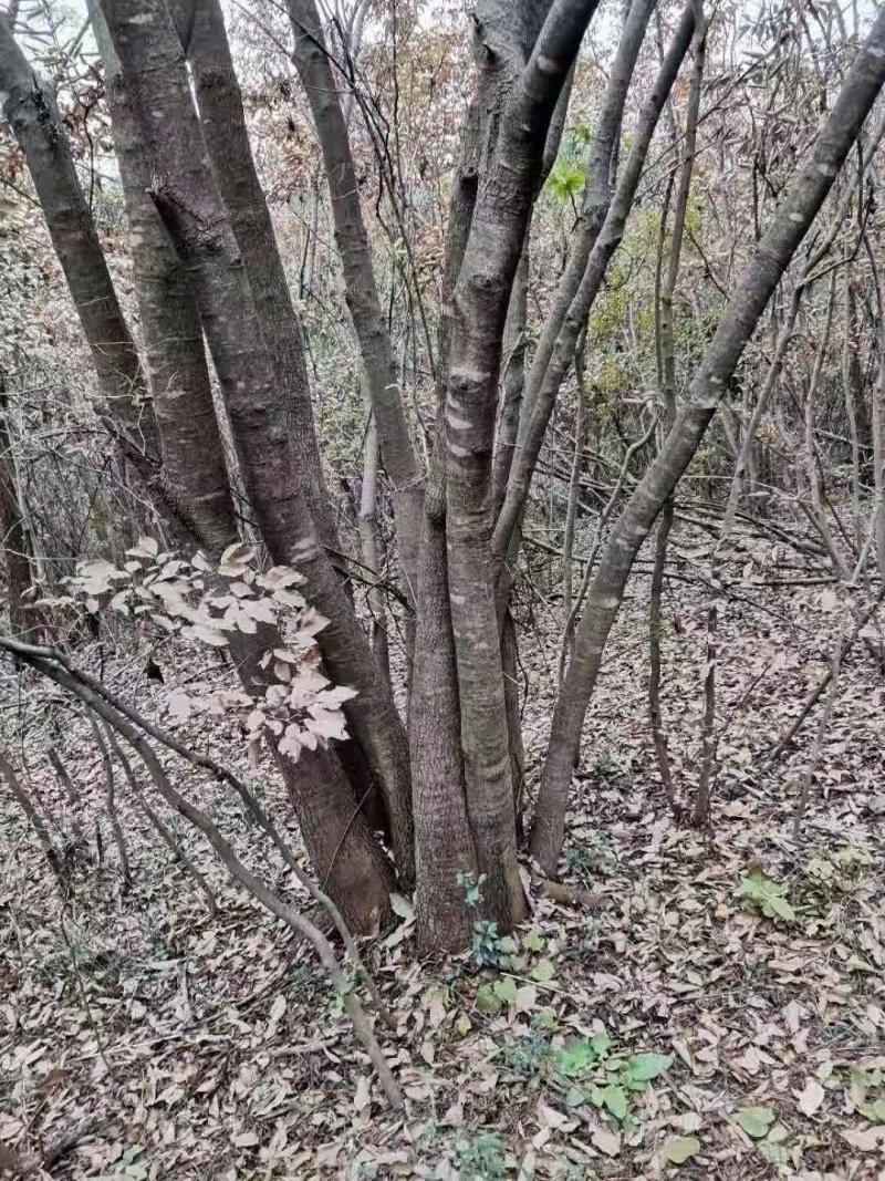 丛生黄连木、楷木、黄连茶、岩拐角、凉茶树、茶树、药树、