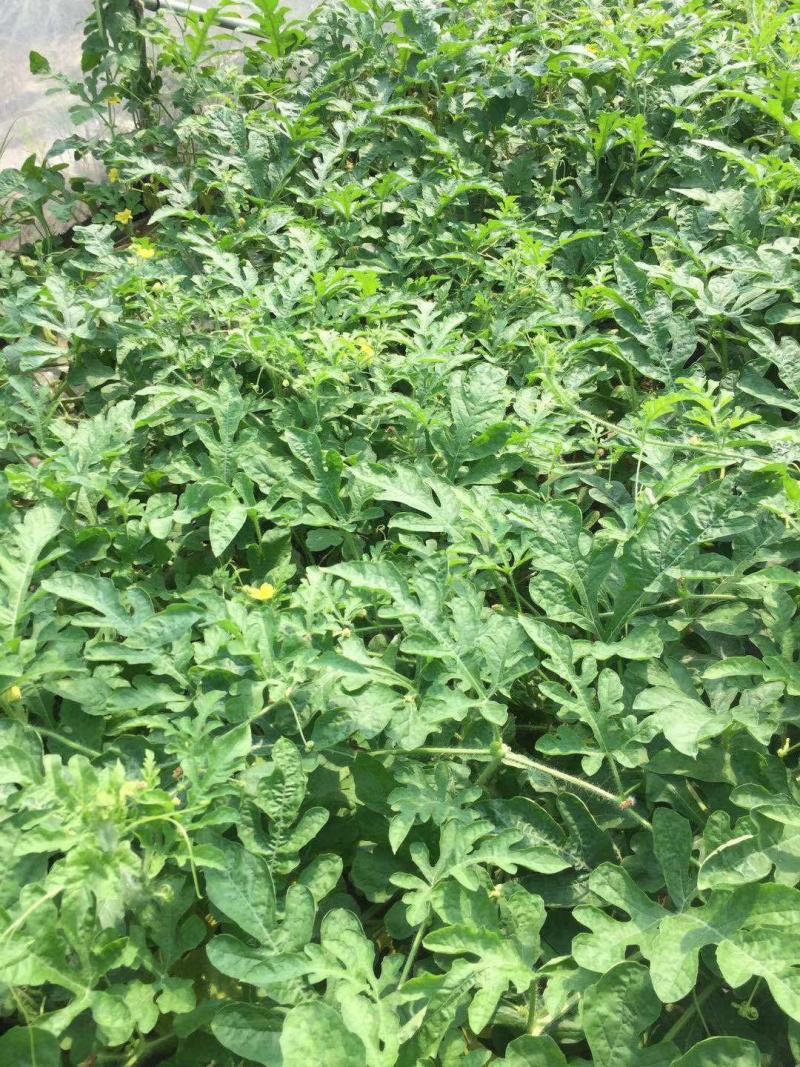 湖南岳阳麒麟西瓜，精品麒麟西瓜，量大从优，现大量上市