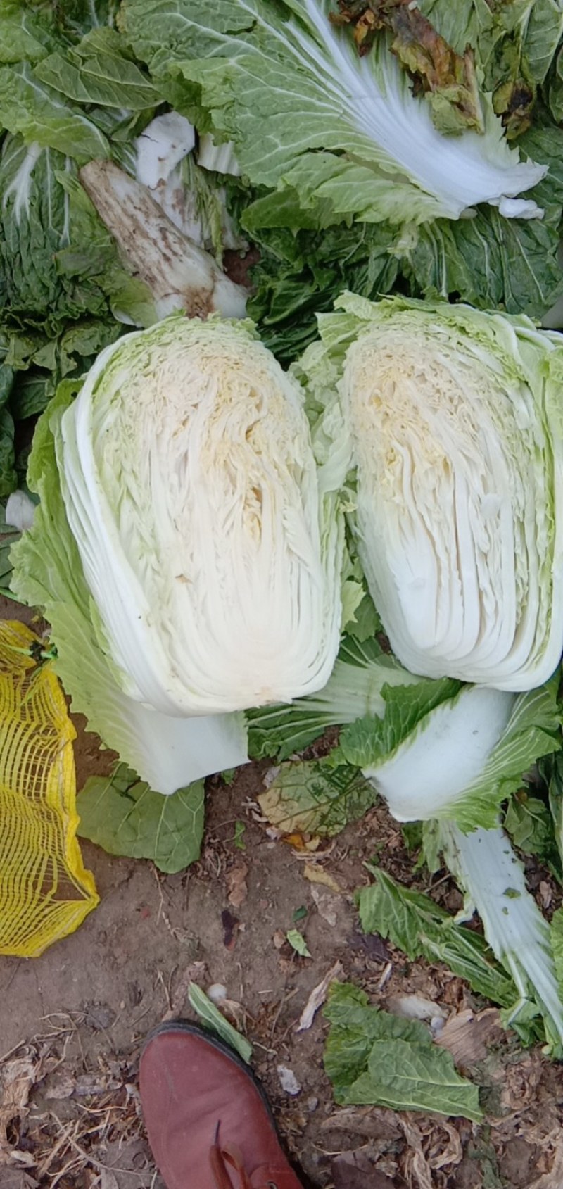 商丘市夏邑县青杂三号白菜，大量供货中，视频看货，欢迎选购