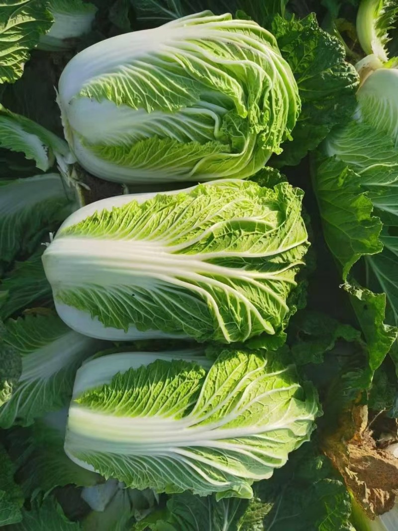 商丘市夏邑县青杂三号白菜，大量供货中，视频看货，欢迎选购